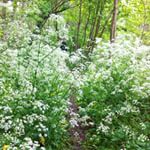Had a lovely afternoon frolicking in the flowers #woods #france #fauna #blooms #iphoneonly #instamoment