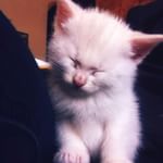 Sorry for yet another kitten pic (@tinkerbelljayne I blame you!) but this is TOO cute not to share! #kittensofinstagram #catlady