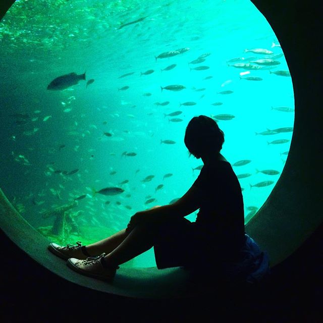Watching the world sail by at Northern Europe’s largest aquarium 🐟 This plaice was immense. We went here just for the halibut while waiting for our ferry and ended having a whale-y good time 🤓 As soon as I get decent WiFi I’ll be updating our #skandiroadtrip on insta stories, let minnow if you’re enjoying it so far! 😜