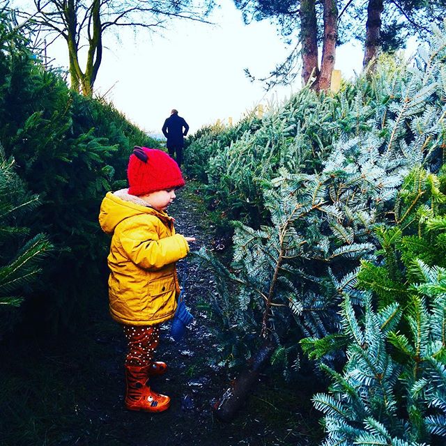 The VERY serious business of picking the perfect Christmas tree. It’s a tough job. Thankfully we had a decisive toddler to make our choice for us... yep, we ended up with a huge 7ft handsome beast. Now to get it in the house & decorate! How are your Xmas plans coming along? Feeling festive yet? 🎄🎅🏻❤️ #christmastreefarm